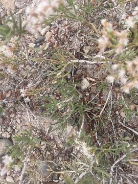 Image of Yavapai County buckwheat