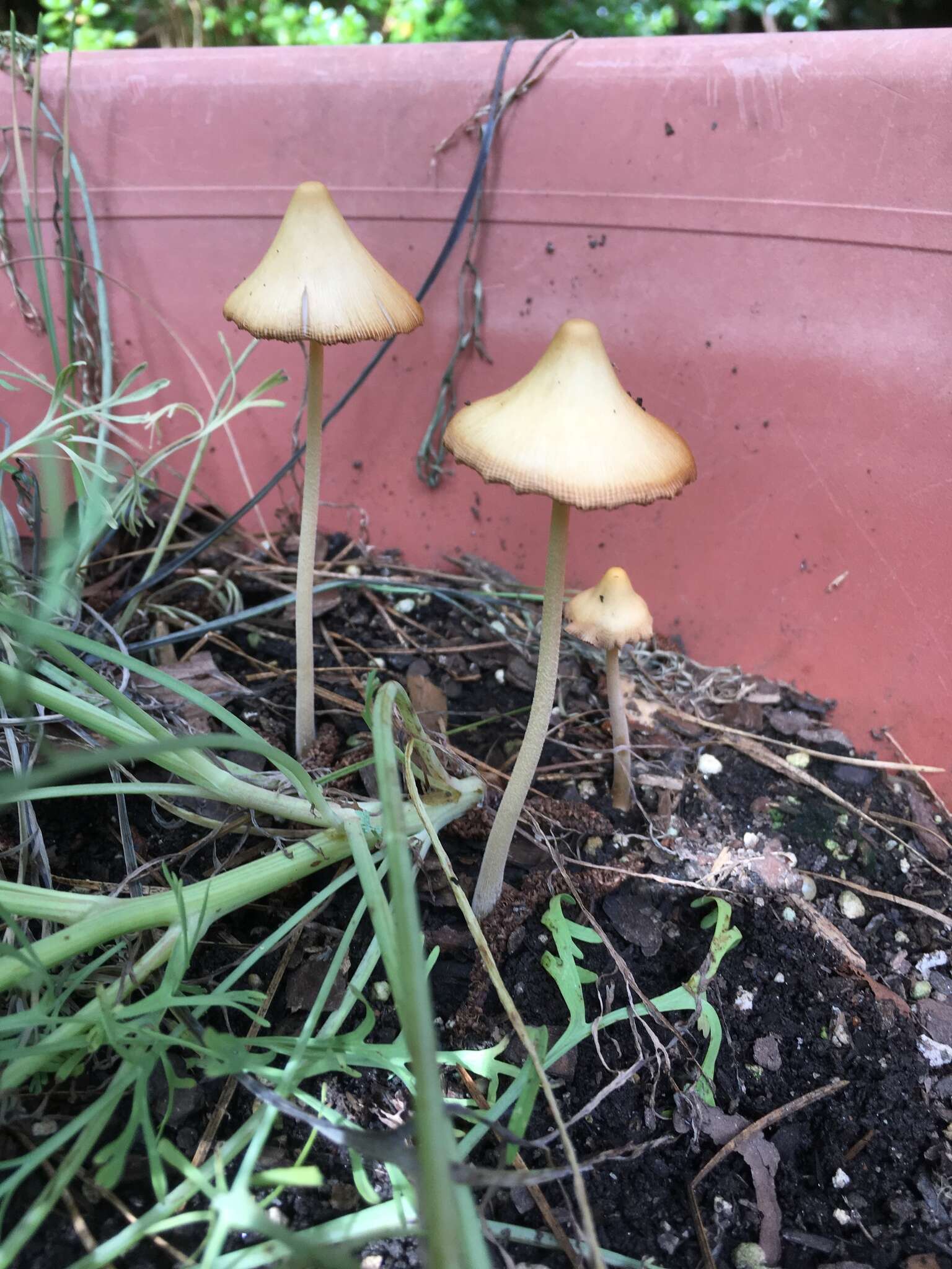 Слика од Entoloma murrayi (Berk. & M. A. Curtis) Sacc. 1899