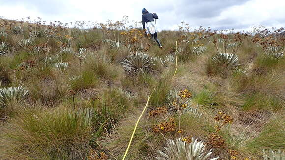 Image of Espeletia boyacensis Cuatrec.