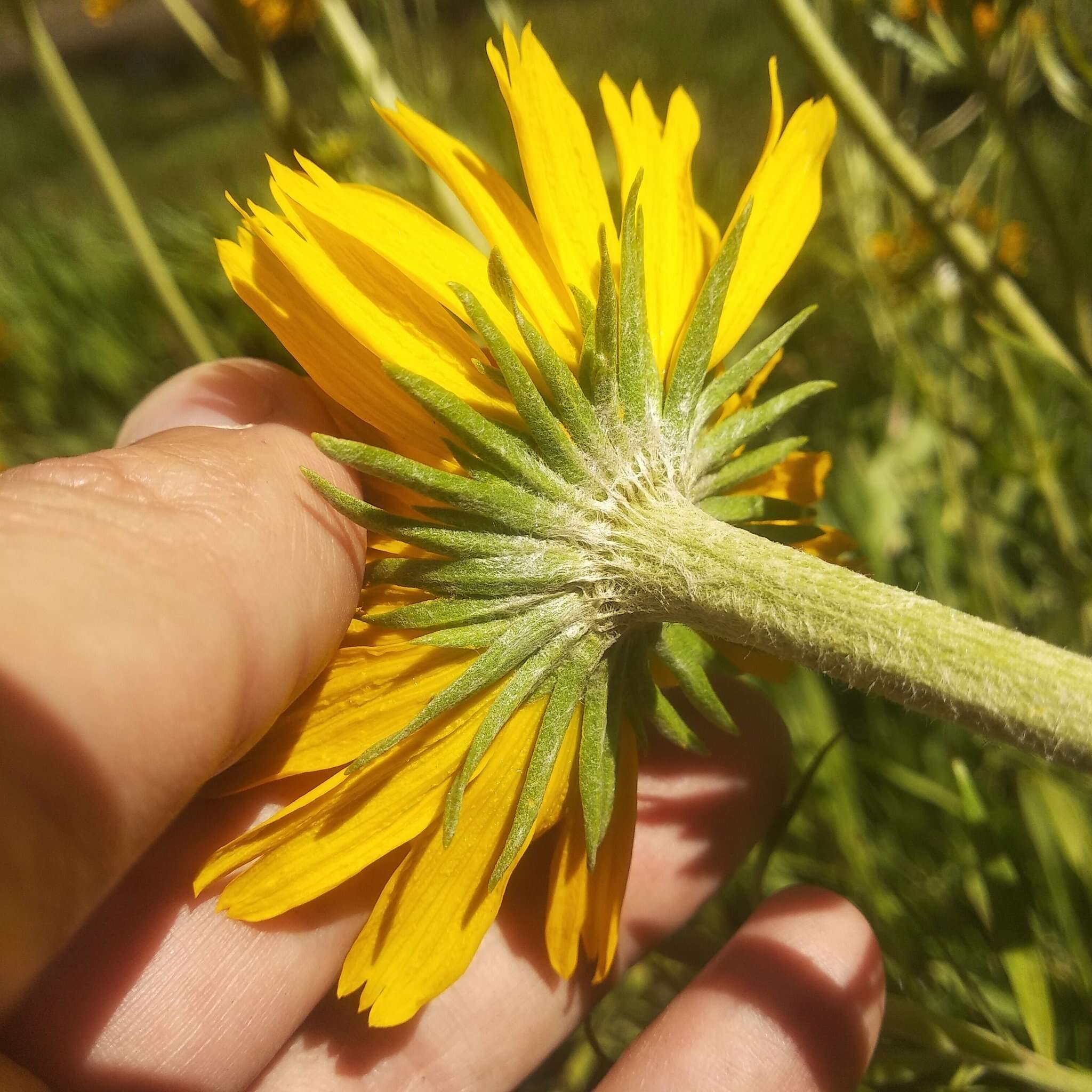 Plancia ëd Hymenoxys integrifolia (Kunth) M. W. Bierner