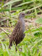 Image of Ash-throated Crake