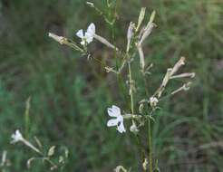 Image of Silene italica subsp. italica