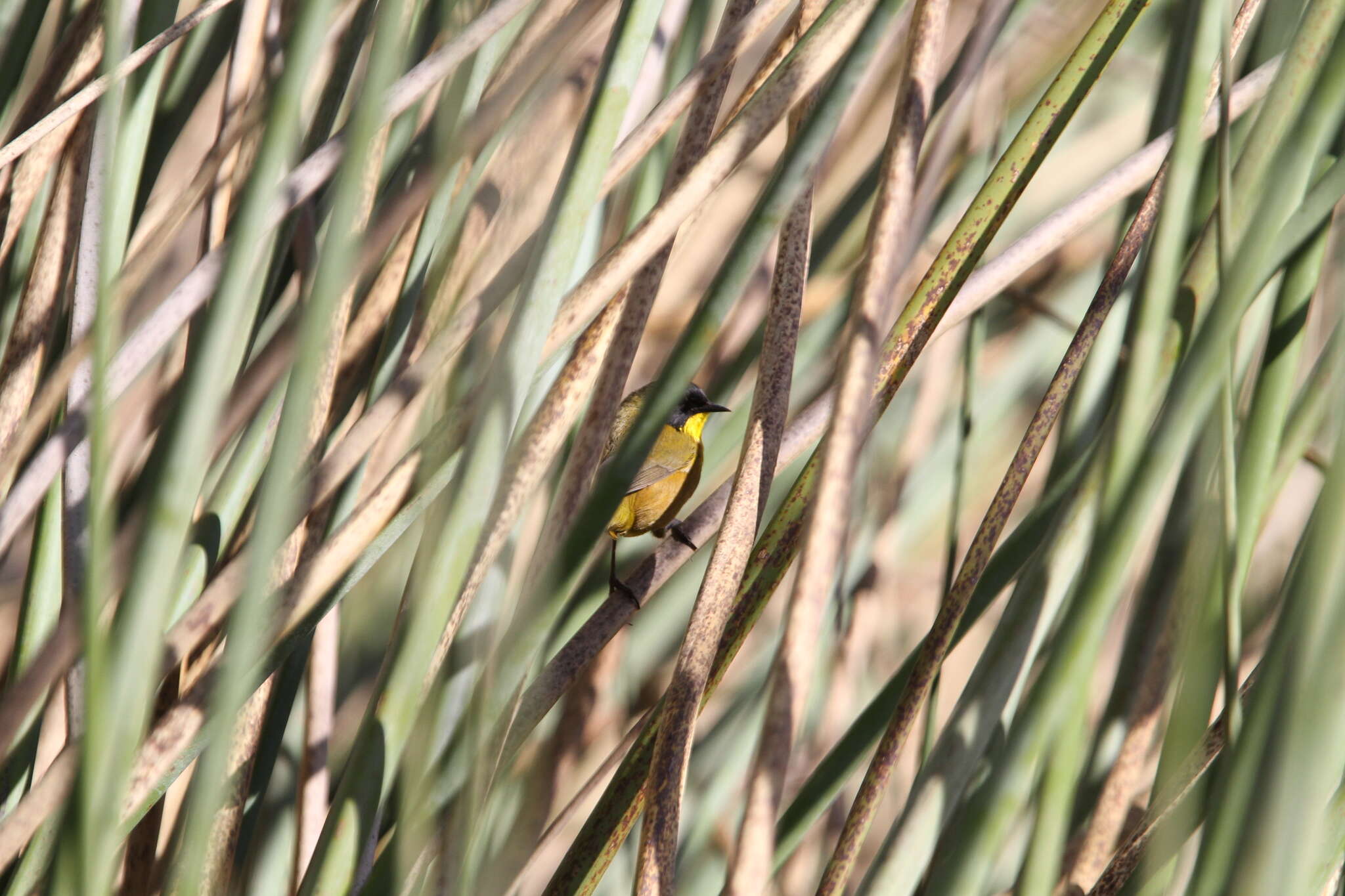 Image of black polled yellowthroat