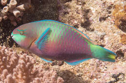 Image of Green-blotched parrotfish