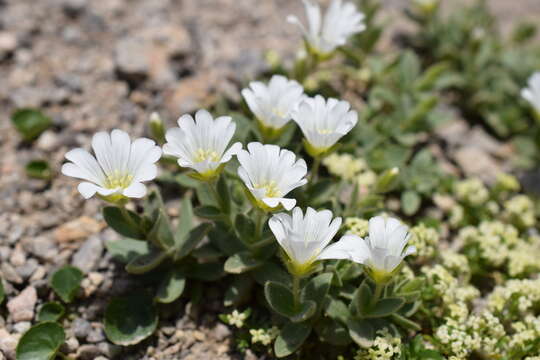 صورة Cerastium latifolium L.