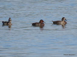 Image of Ferruginous Duck