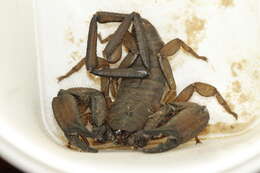 Image of Flat rock scorpion