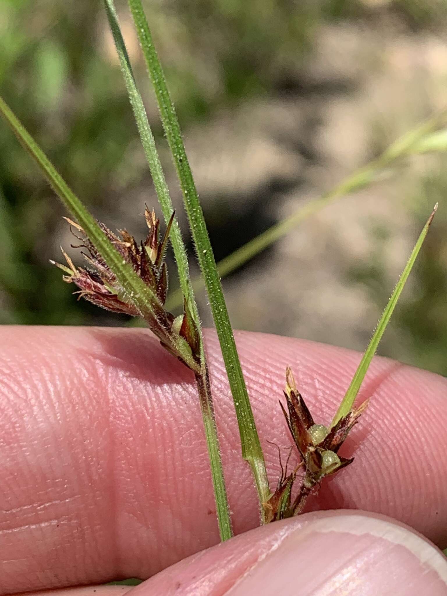 Scleria pauciflora Muhl. ex Willd. resmi