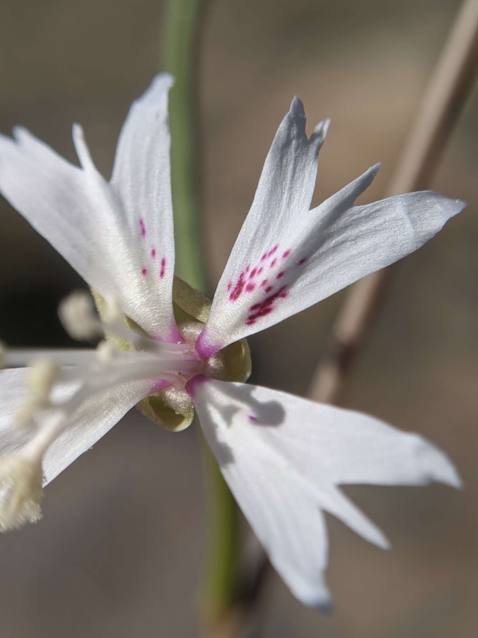 Image of Kern Canyon clarkia