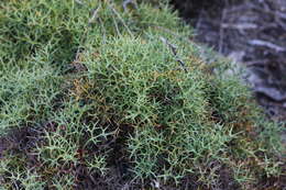 Imagem de Isopogon ceratophyllus R. Br.