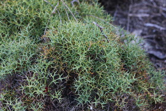 Image of Isopogon ceratophyllus R. Br.