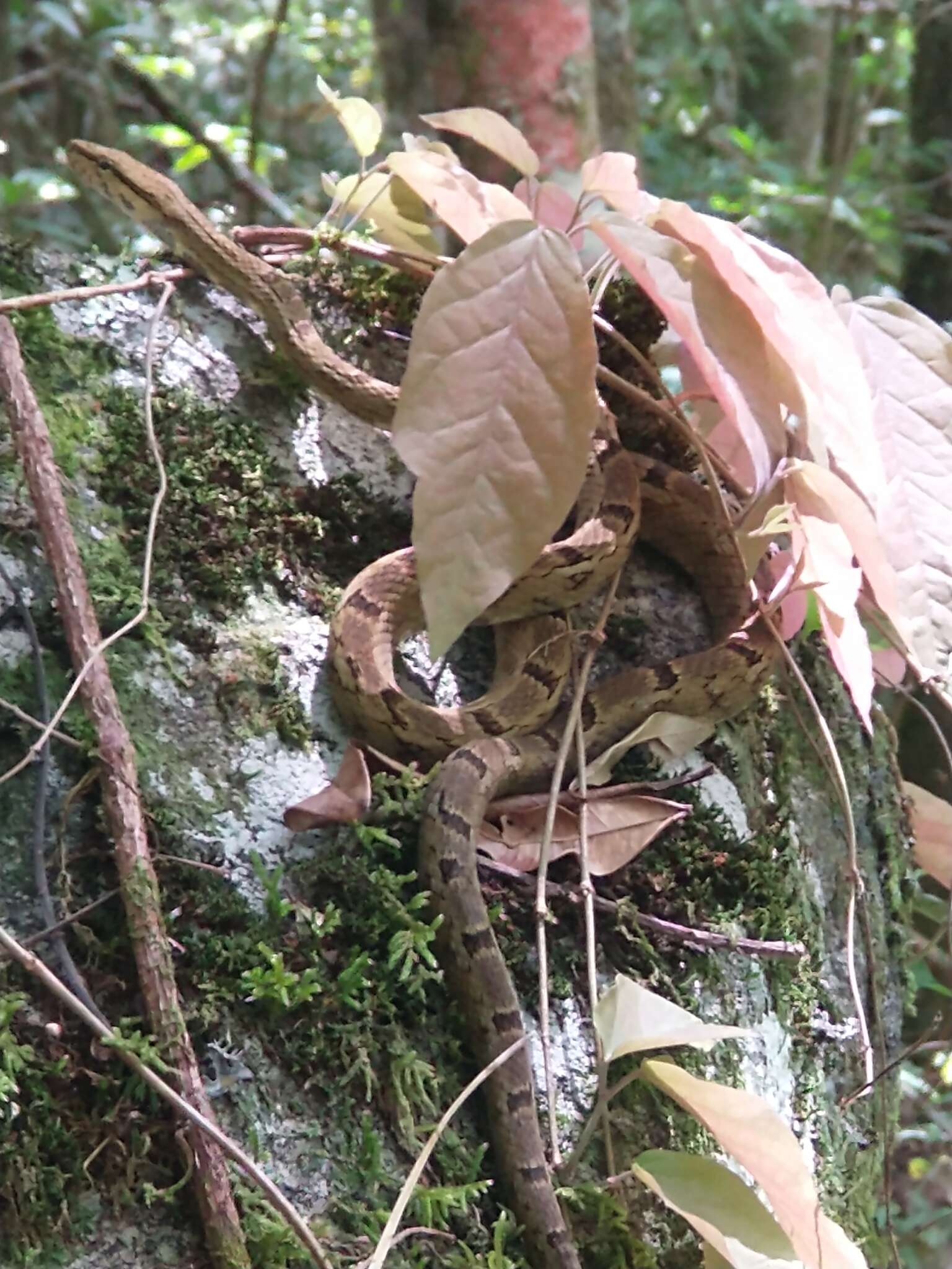 Tropidodryas striaticeps (Cope 1870) resmi