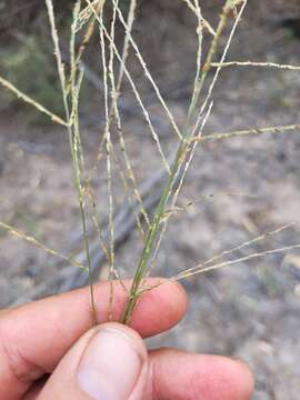 صورة Digitaria breviglumis (Domin) Henrard