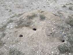 Image of banner-tailed kangaroo rat