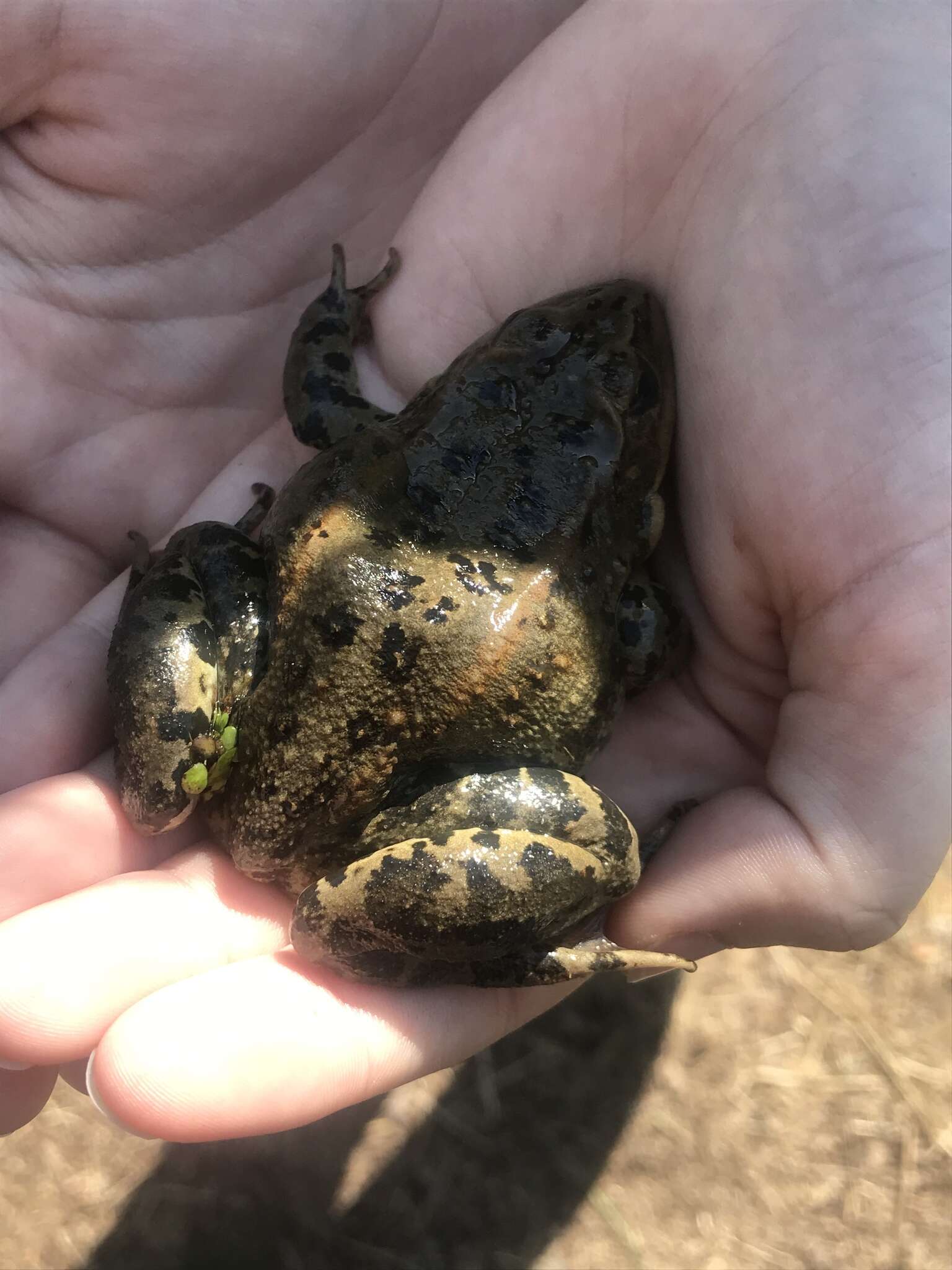 Image of Columbia Spotted Frog