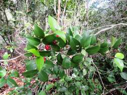 Image of Eugenia sulcata Spring ex Mart.