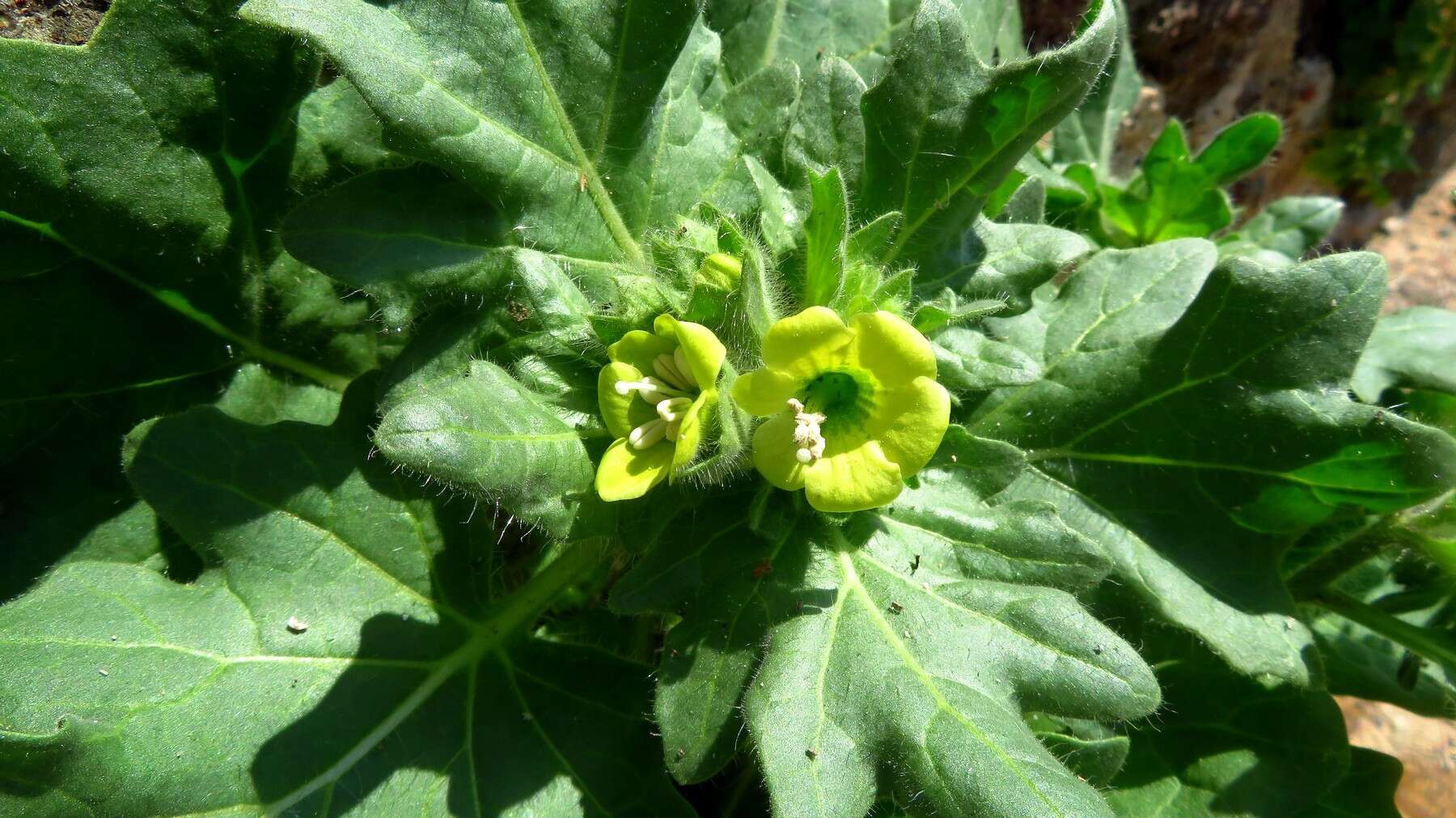 Image of white henbane