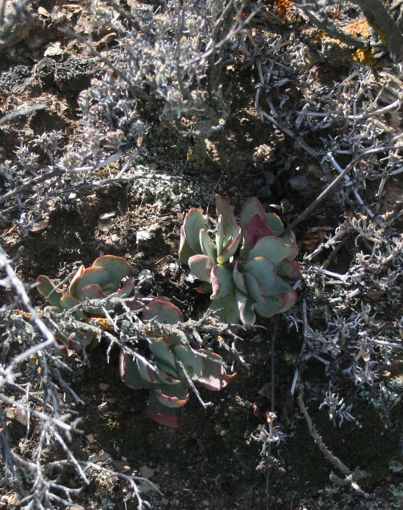 Image of Crassula nudicaulis var. platyphylla (Harv.) Tölken
