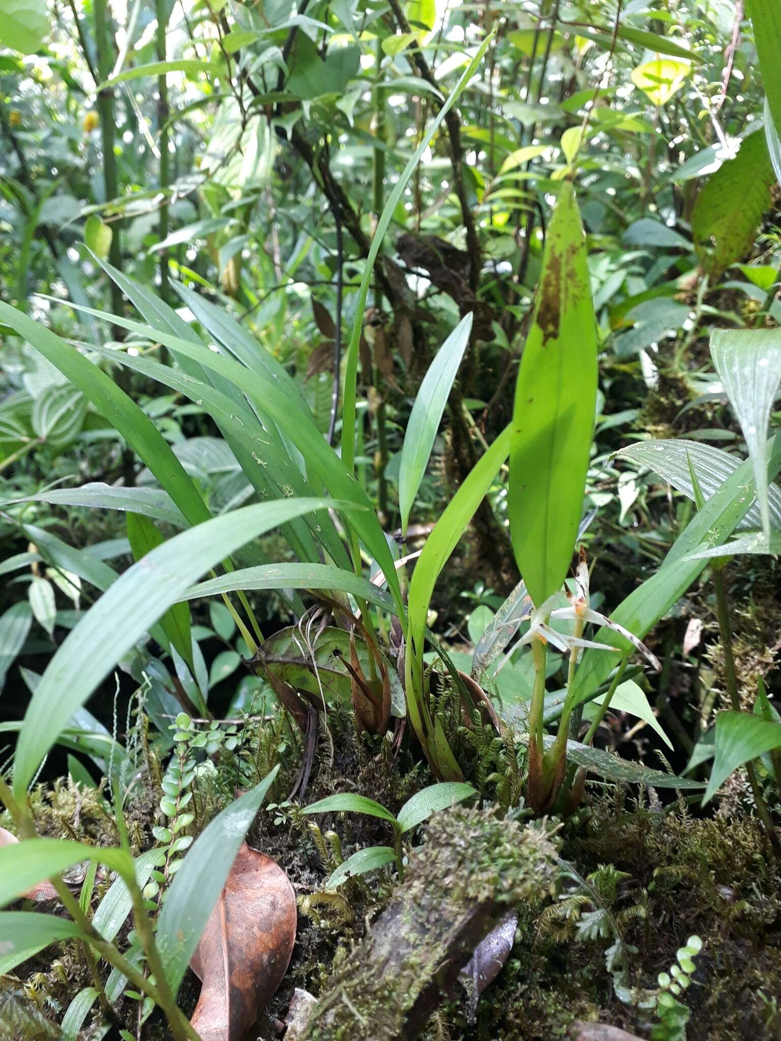 Image of Maxillaria weberbaueri Schltr.