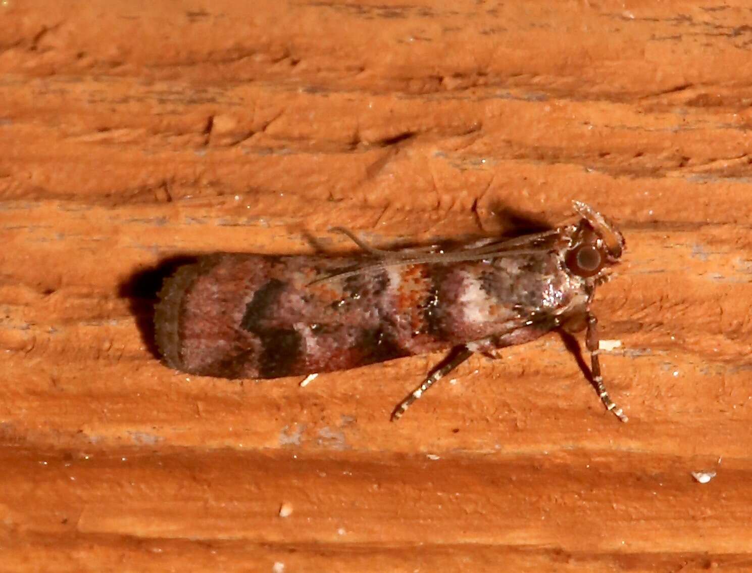 Image of Dioryctria pygmaeella