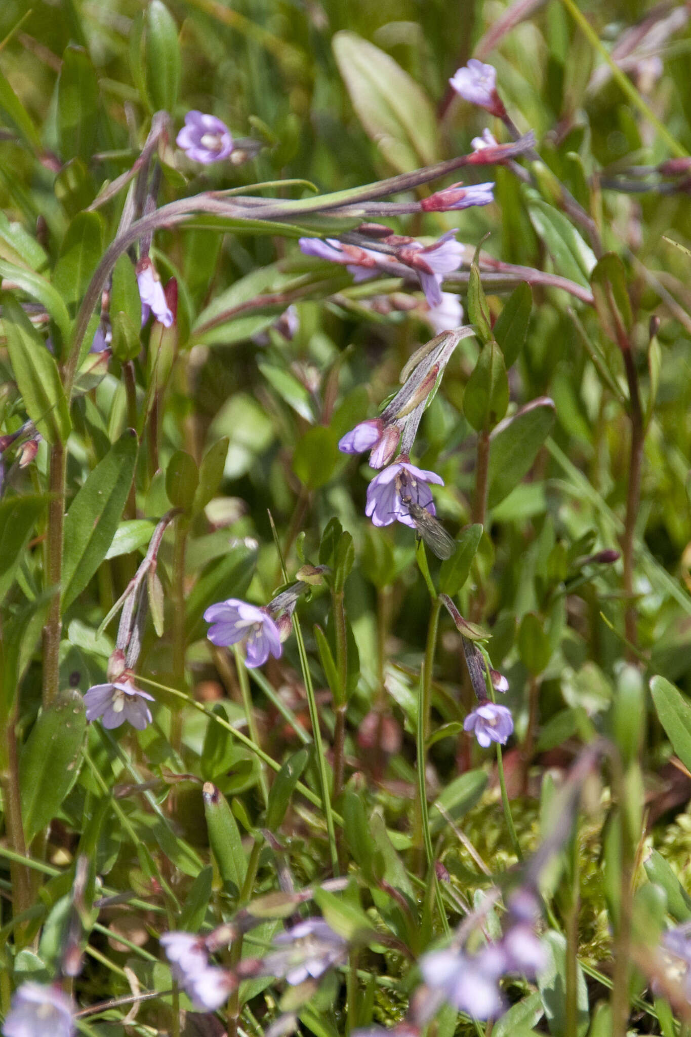 Image of Epilobium nutans F. W. Schmidt