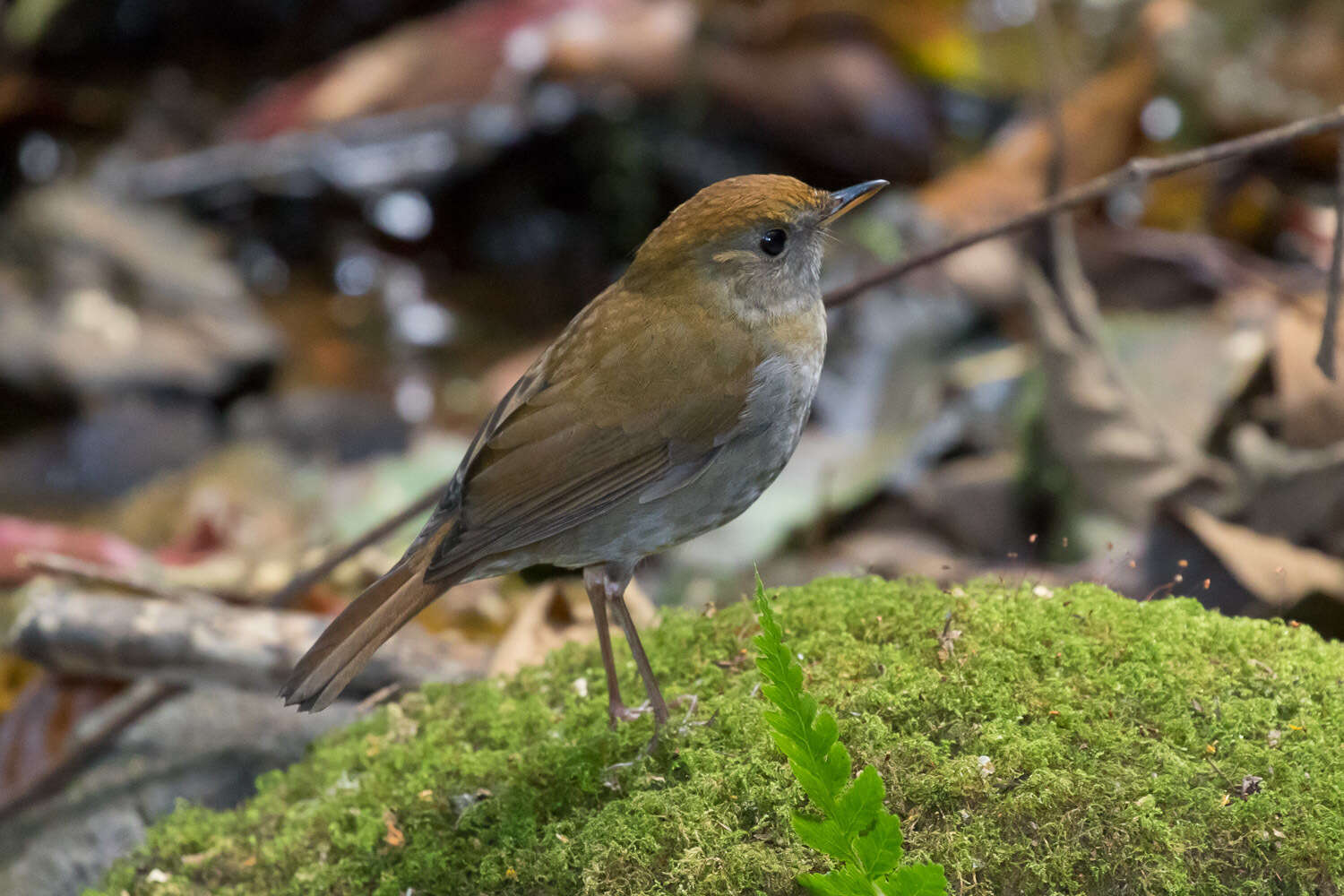 Image of Ruddy-capped Nightingale-Thrush