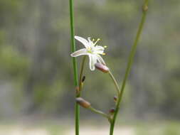 Image of Caesia parviflora var. parviflora