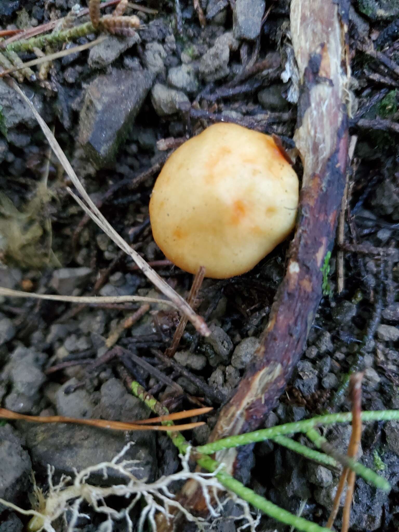 Image of Cortinarius epiphaeus (E. Horak) Peintner & M. M. Moser 2002