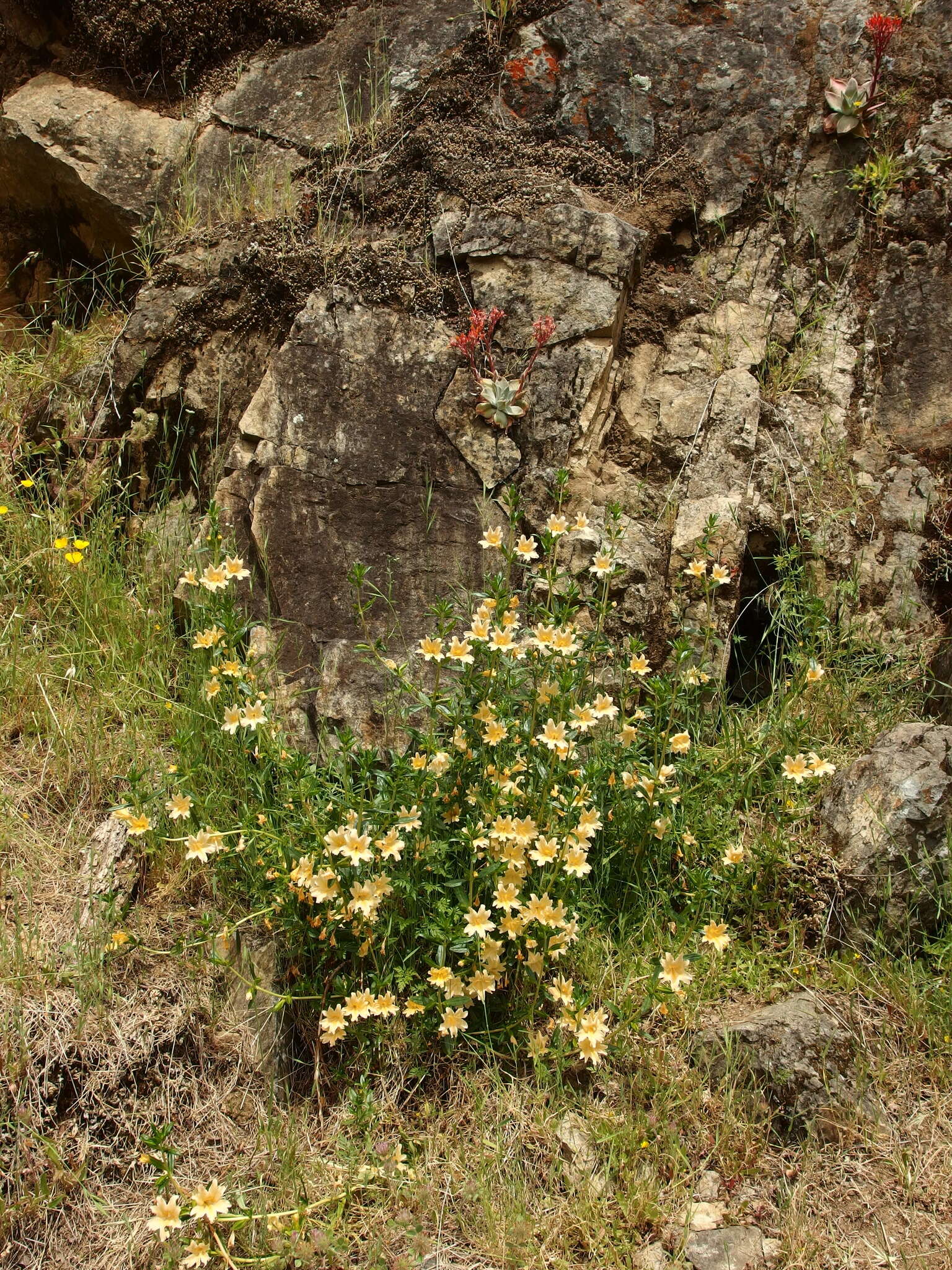 Plancia ëd Diplacus grandiflorus Groenland