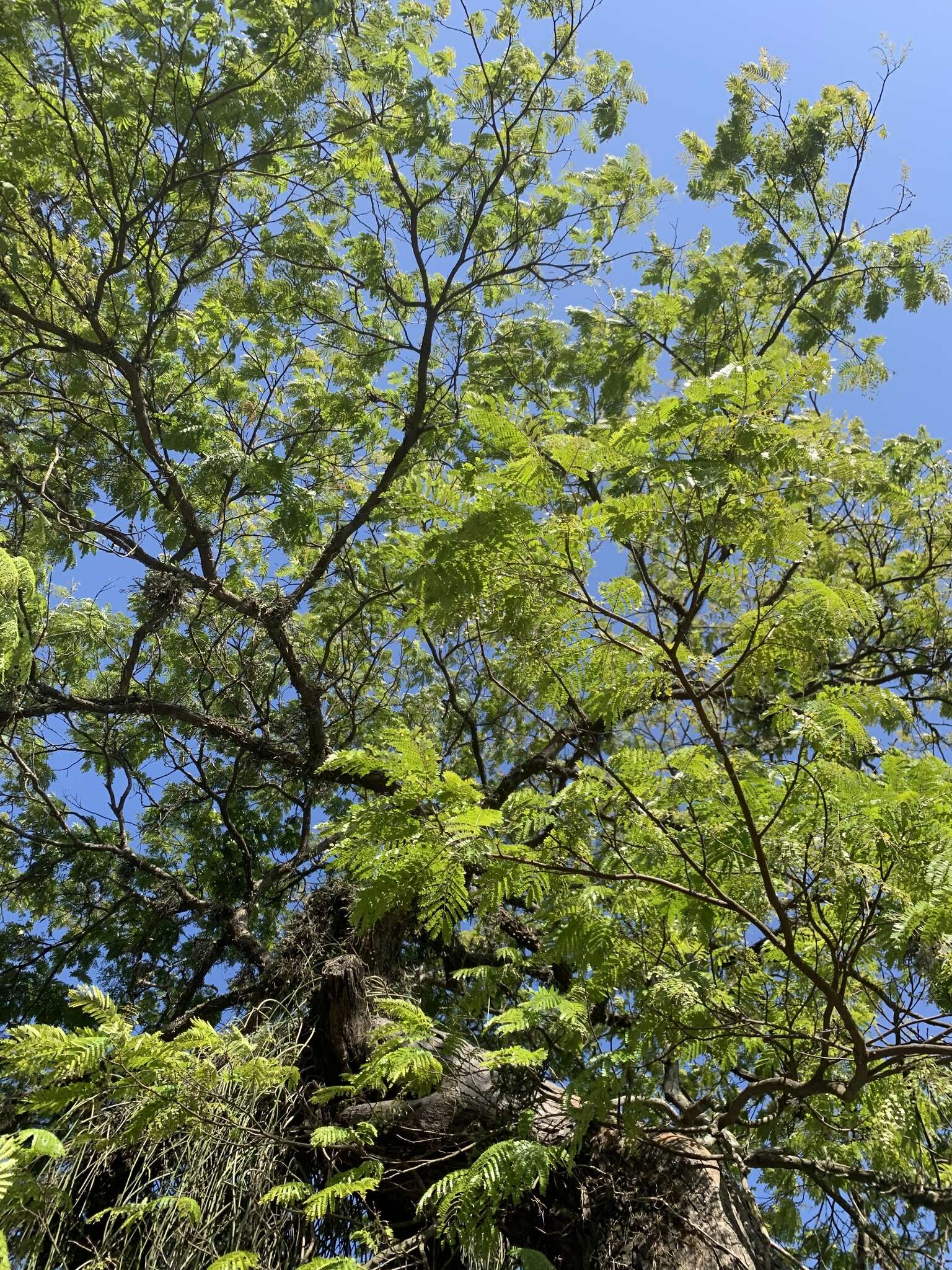 Image of <i>Cenostigma pluviosum</i>