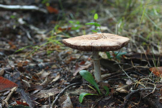 Слика од Macrolepiota bonaerensis (Speg.) Singer 1951