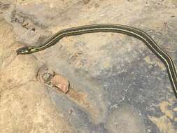 Thamnophis pulchrilatus (Cope 1885)的圖片