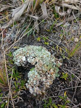 Image of Paepalanthus lodiculoides Moldenke