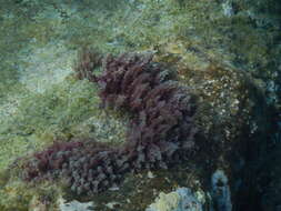Image of Red asparagus algae
