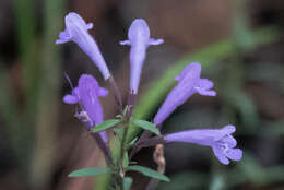 Hedeoma hyssopifolia A. Gray resmi