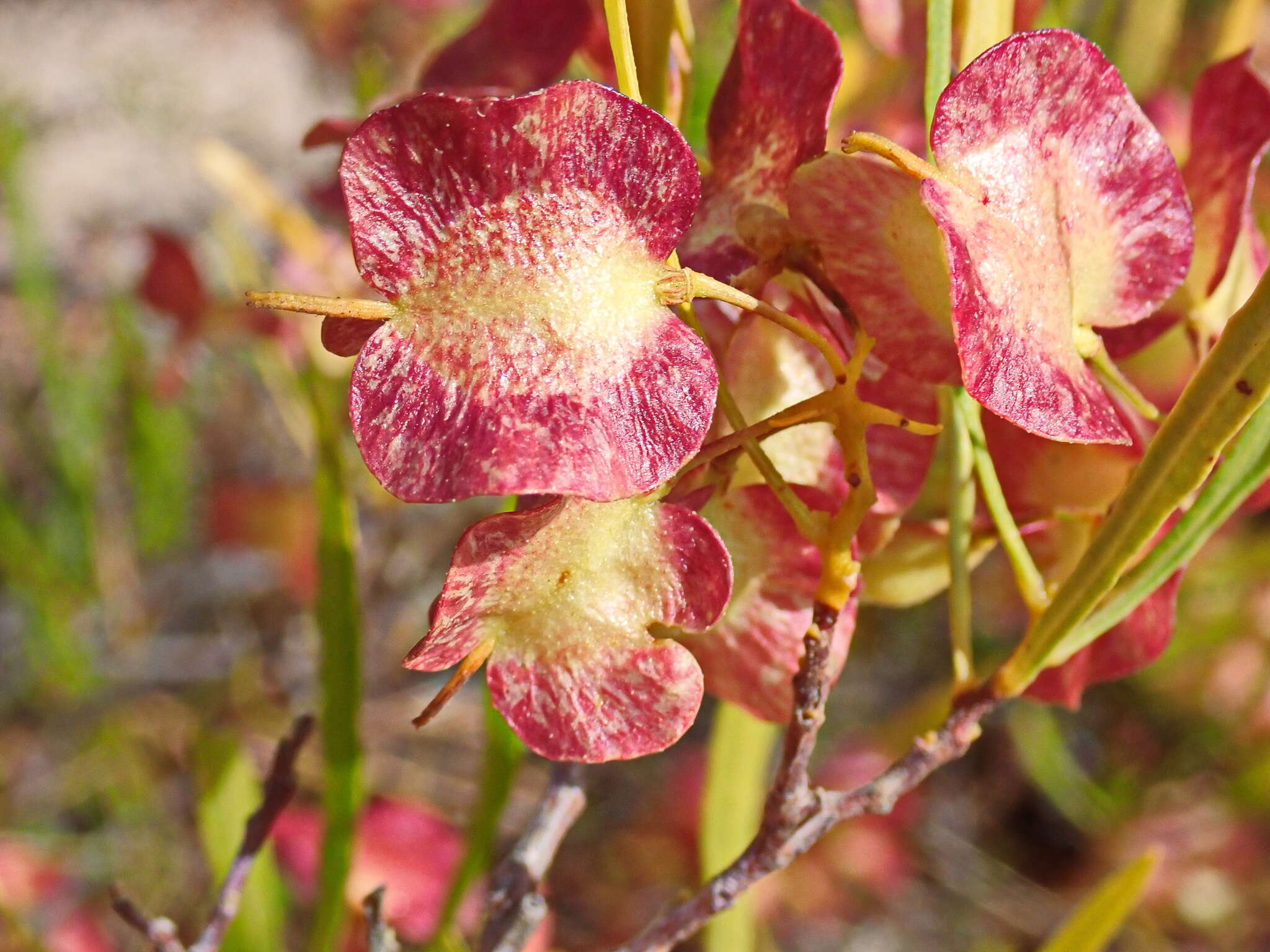 Image of Dodonaea viscosa subsp. viscosa