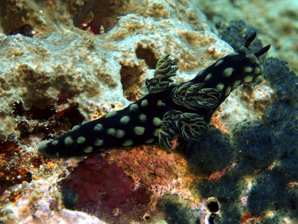 Image of Green spot black slug