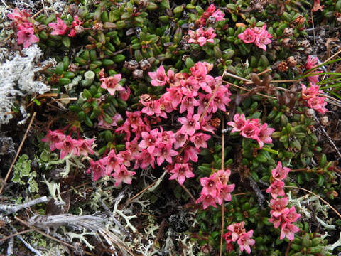 Image of Alpine-Azalea