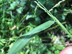 Plancia ëd Brachiaria foliosa (R. Br.) Hughes