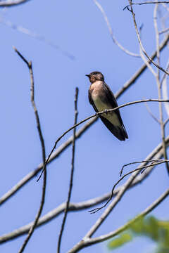 صورة Stelgidopteryx ruficollis uropygialis (Lawrence 1863)