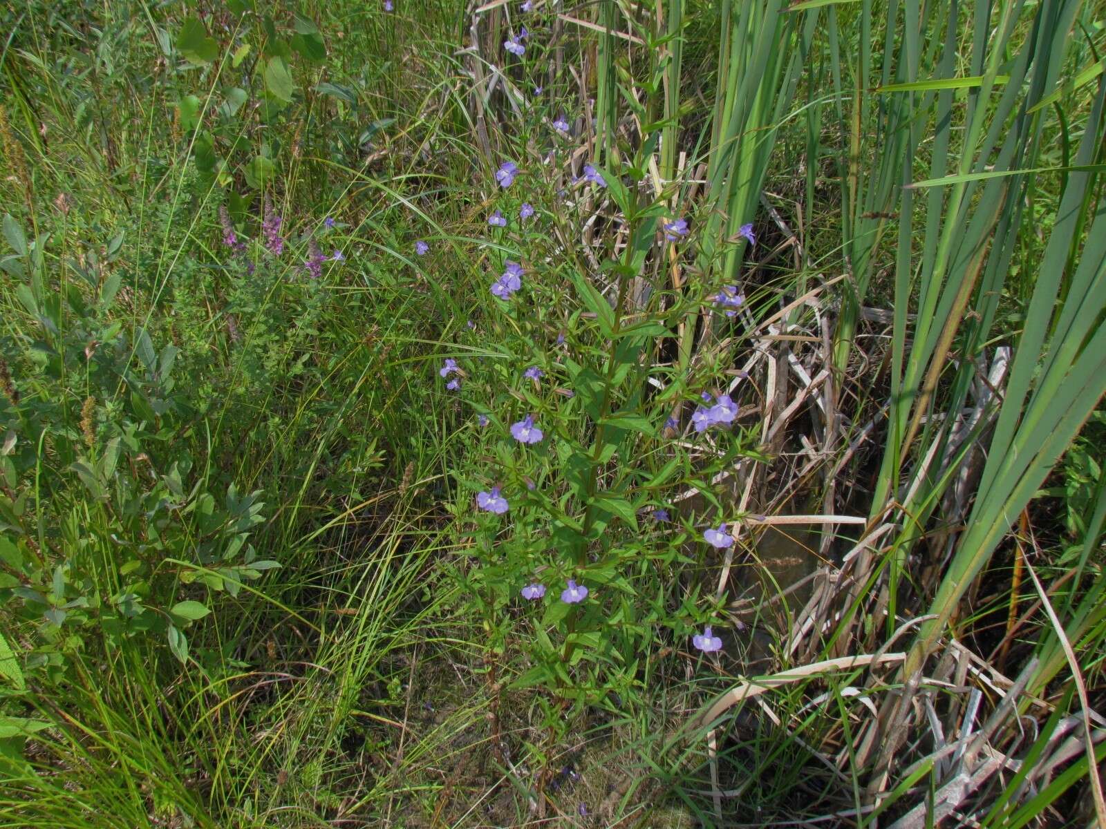 Image of Allegheny monkeyflower