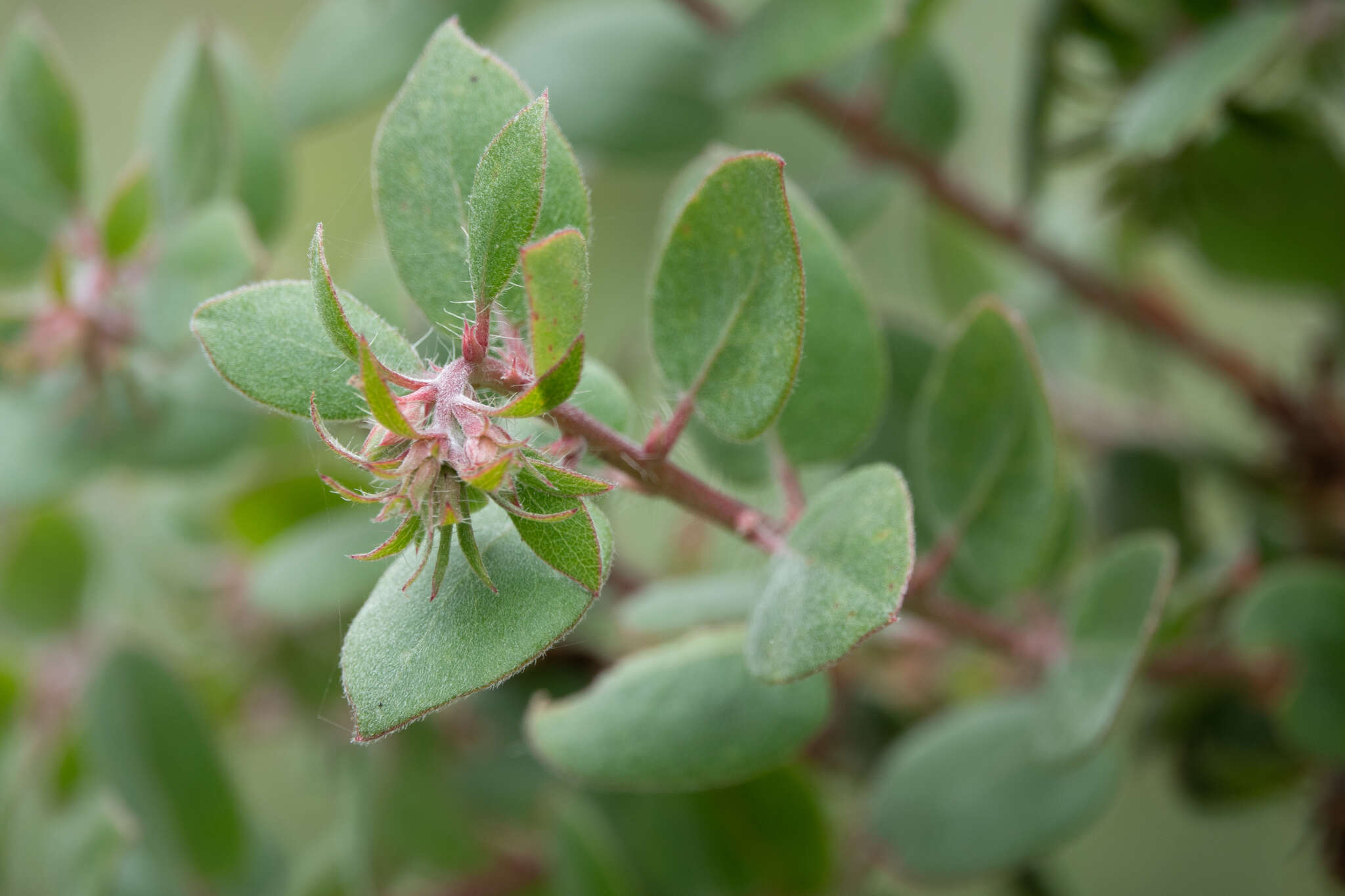 Plancia ëd Arctostaphylos morroensis Wiesl. & Schreiber