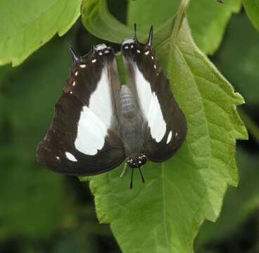 Image of Polyura arja Felder 1866