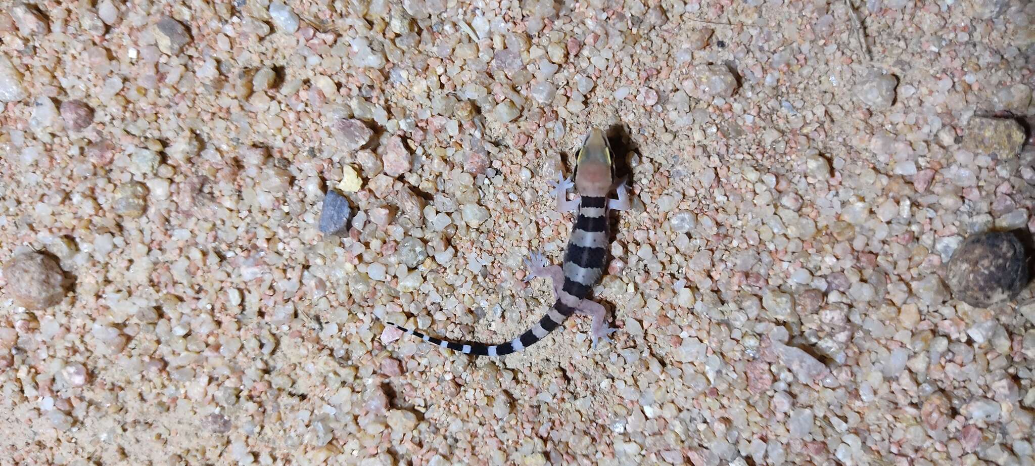 Image of Hemidactylus whitakeri Mirza, Gowande, Patil, Ambekar & Patel 2018