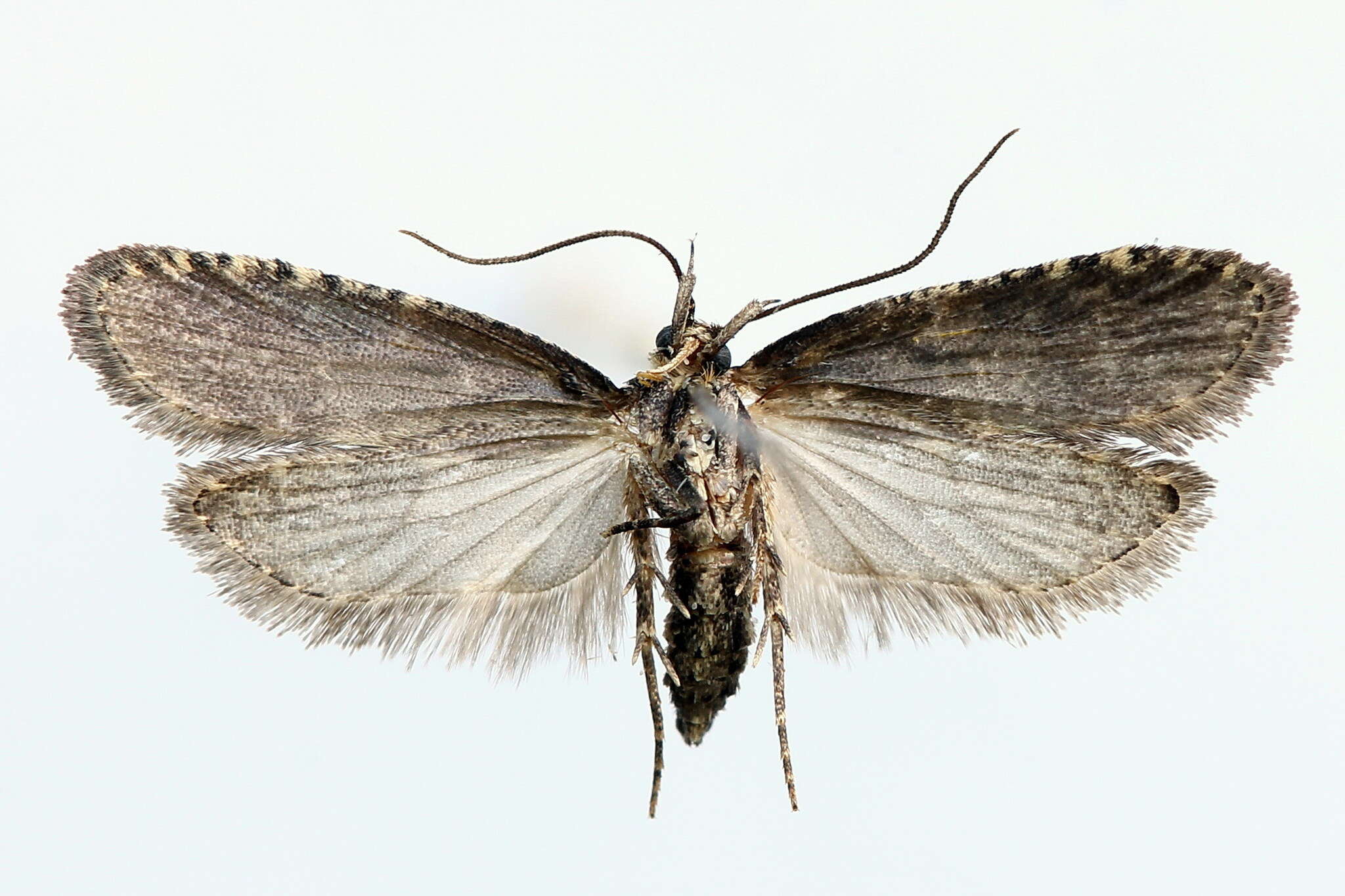 Image of Agonopterix liturosa Haworth 1811