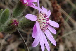 Image of Senecio speciosus Willd.