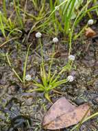 Image of Gulf Pipewort