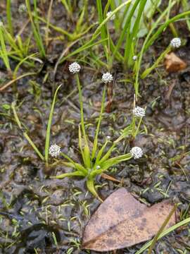 Image of Gulf Pipewort