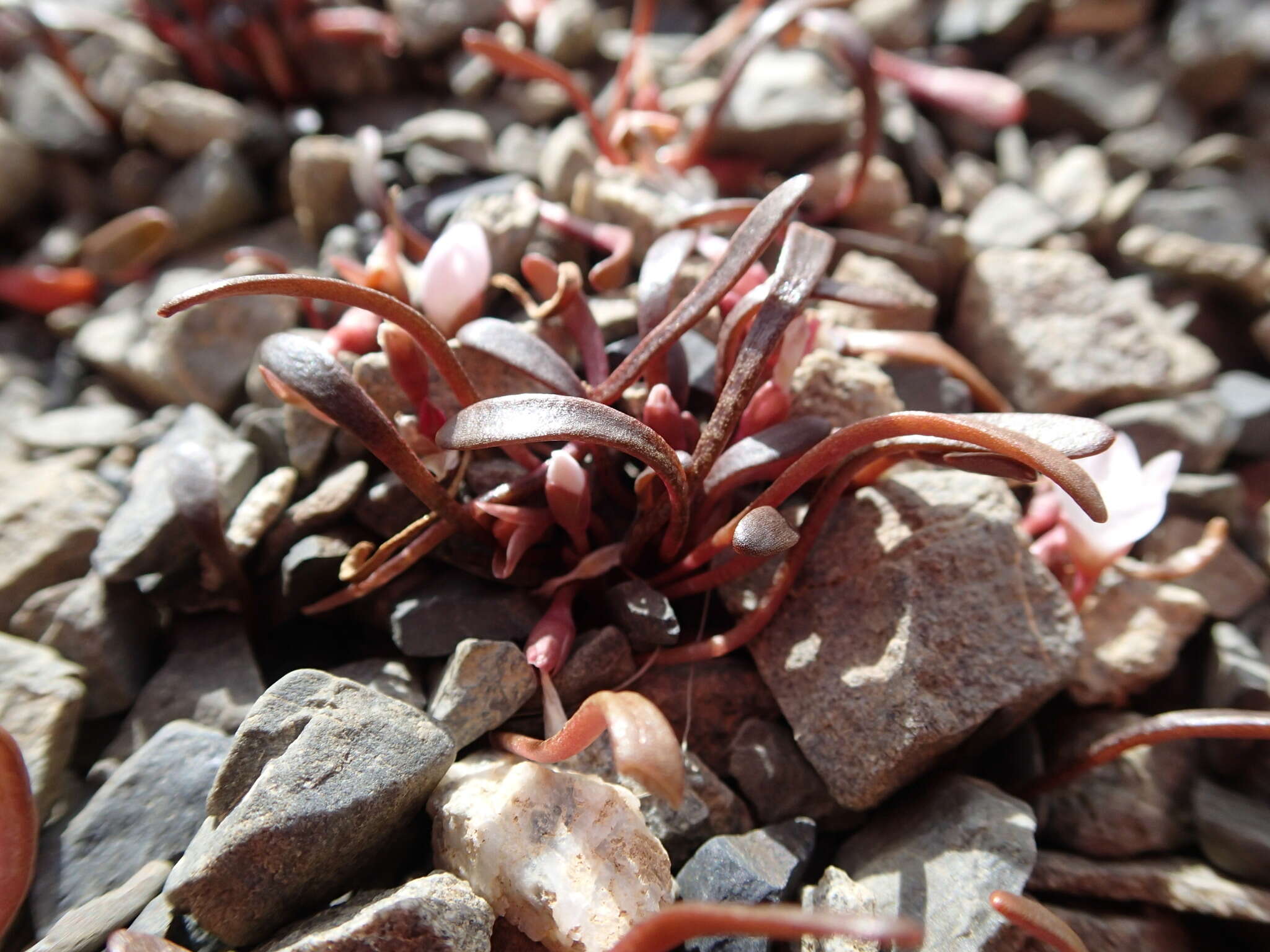 Image of Montia erythrophylla (Heenan) Heenan