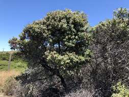 Plancia ëd Arctostaphylos morroensis Wiesl. & Schreiber